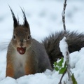 Squirrel in city park, Tallinn, Estonia